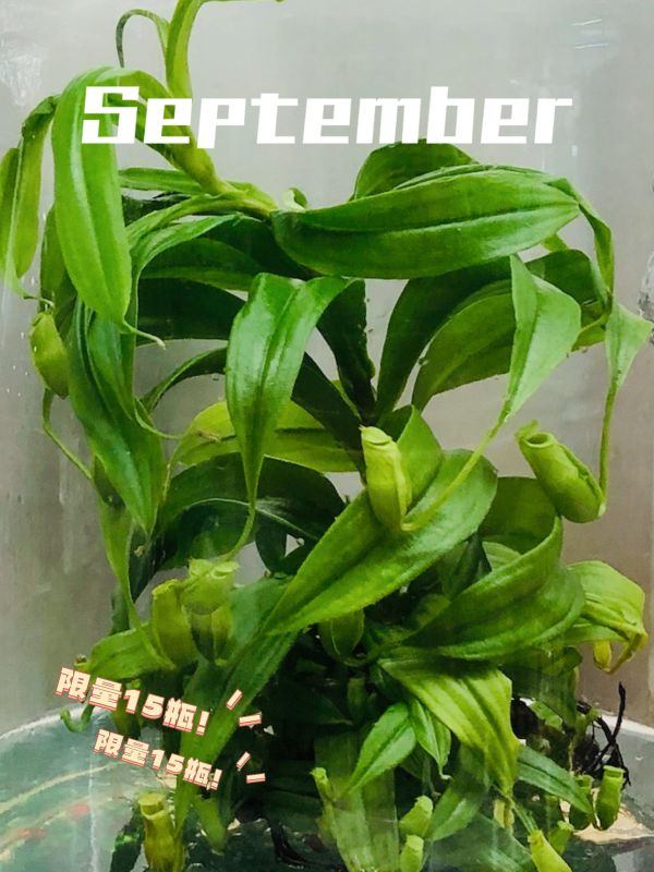 小室瓶栽 食蟲植物系列 豬籠草 玻璃蓋10號瓶 吃果凍長大的植物