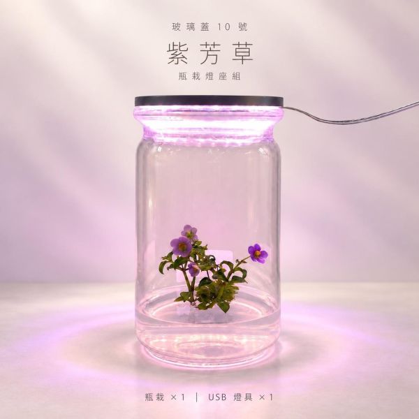 玻璃蓋10號瓶紫芳草燈座組 