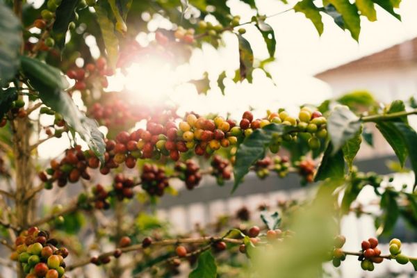 巴拿馬 哈特曼莊園 大嘴鳥 Panama Finca Hartmann Caturra 