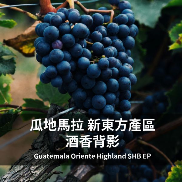 瓜地馬拉 新東方產區 酒香背影Guatemala Oriente Highland SHB EP 