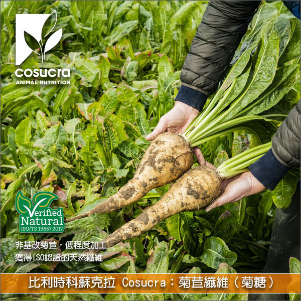 《分裝》比利時科蘇克拉 Cosucra：菊苣纖維（菊糖） 茶飲,蔬菜汁,果汁,乳酸飲料,優格,冰淇淋,飲品,奶油,麵包,​蛋糕,餅乾,巧克力,能量棒,果凍,布丁,咖啡,豆漿,美乃滋,沙拉醬,麵