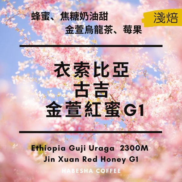 ►衣索比亞 古吉 金萱紅蜜 G1 咖啡豆,哈巴夏咖啡,古吉咖啡,谷吉咖啡,精品咖啡豆,G1咖啡