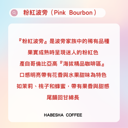 ►哥倫比亞 小櫻 粉紅波旁 水洗 