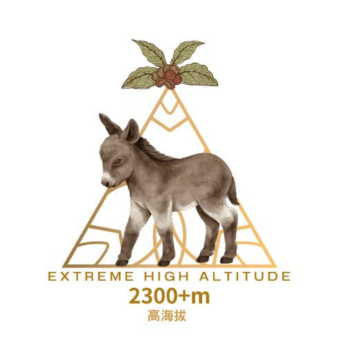 新豆上架！►衣索比亞 烏拉嘎 果果古 水洗 G1 #高海拔批次 果果古,水洗,G1,高海拔批次