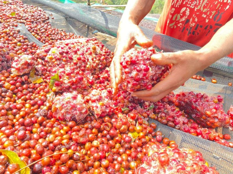 新豆上架！►衣索比亞 古吉 冰果日曬 G1 衣索比亞冰果日曬G1