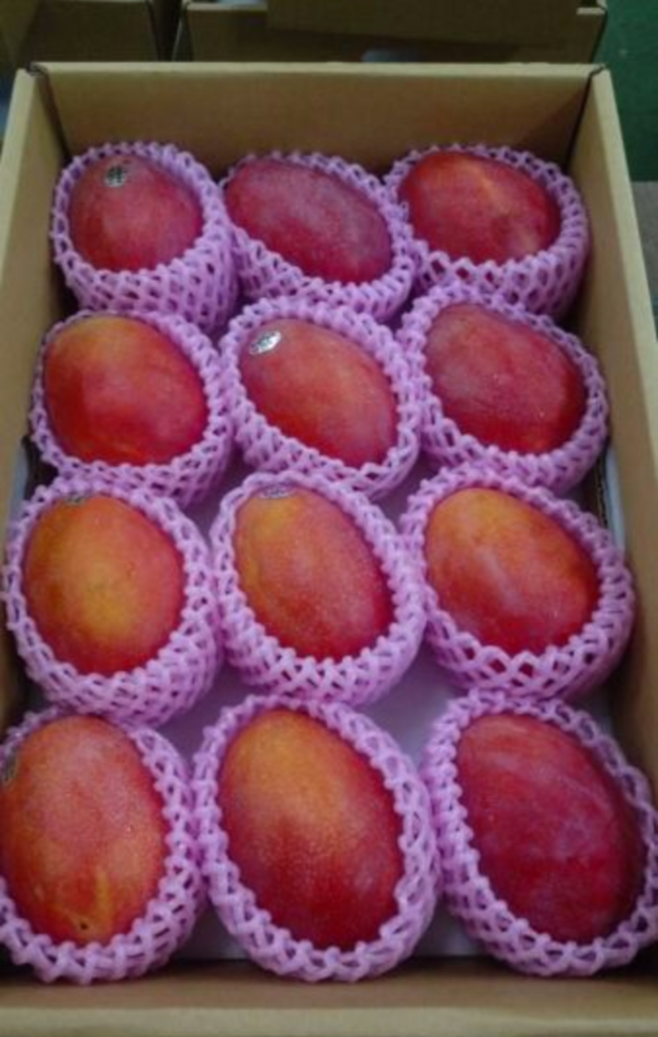 【期間限定】台灣愛文芒果送禮(直送日本本島)｜2.5kg/5kg兩種規格 伴手禮,空運,水果,愛文,芒果,台灣芒果,直送日本,送禮,期間限定