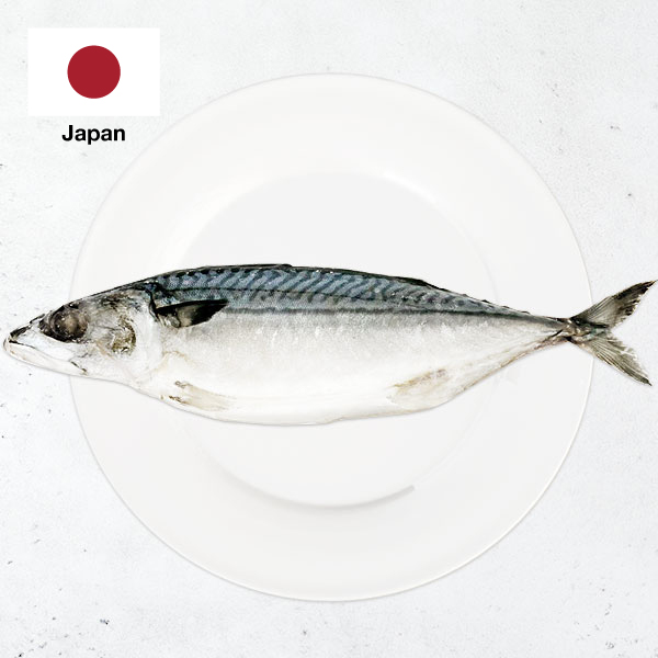 【獨家販售】日本北海道薄鹽白腹鯖魚整尾 日本北海道薄鹽白腹鯖魚整尾,一條,北海道,新鮮直送,挪威鯖魚,白肚仔,SGS無毒海鮮,薄鹽,急速冷凍,海鮮宅配,鯖魚加工,南方澳鯖魚