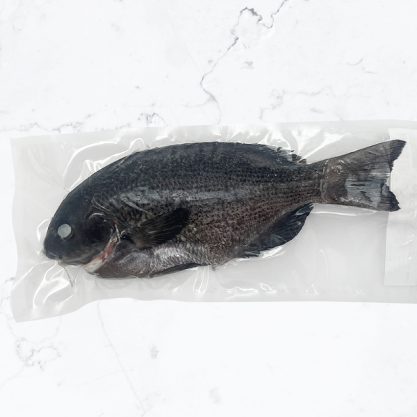 【新上市】南方澳野生現流-瓜子鱲(正黑毛) 馬頭魚