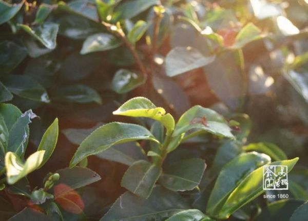 綻香冬片(Luna) 茶包(2盒) 茶葉,冬片,茶園,貓茶包,可愛貓,茶,易錕茶堂,茶包,方便,
優惠,台灣茶,團購