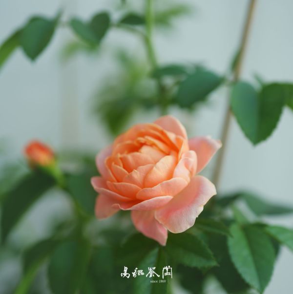 瑰麗人生醬(全素) 果醬,醬,鳳梨,西瓜鳳梨,無添加,有機,自製自銷