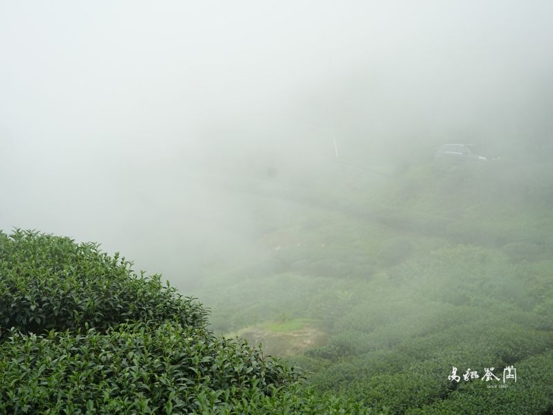 有機柔韻金萱 茶葉,金萱,茶園,茶,易錕茶堂,台茶,台灣之光,有機,無毒,生態