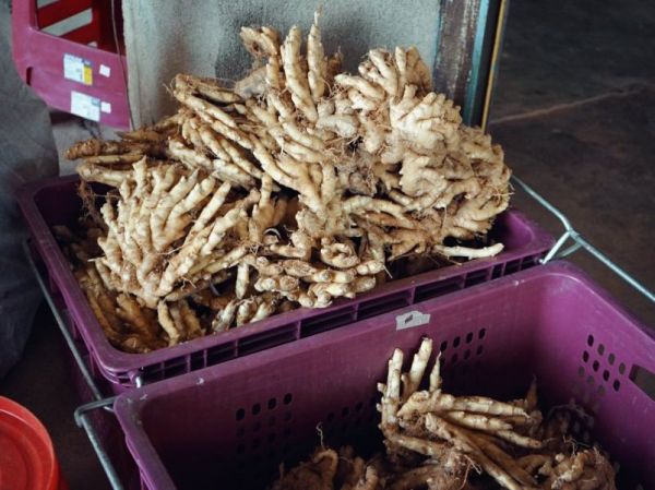 紅土竹節老薑母粉膠囊(2包限時優惠，需輸入代碼) 紅土,竹節老薑,薑母,膠囊,暖身