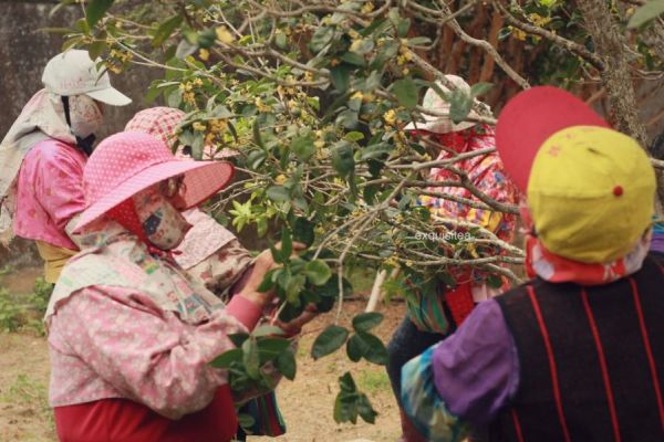 紅水桂花窨武夷(2022) 茶葉,桂花,茶園,窨,武夷,茶,易錕茶堂,花茶,優雅,拼堆,烏龍,台灣茶,烏龍,武夷,養生,健康,花.岩茶,茶會,茶席