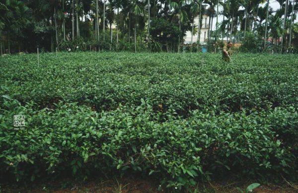 有機柔韻金萱 茶葉,金萱,茶園,茶,易錕茶堂,台茶,台灣之光,有機,無毒,生態