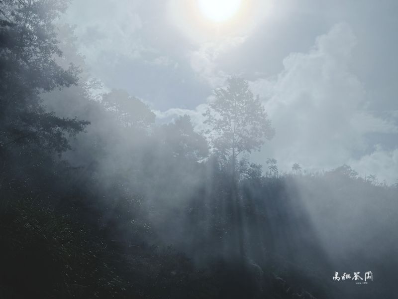 有機柔韻金萱 茶葉,金萱,茶園,茶,易錕茶堂,台茶,台灣之光,有機,無毒,生態