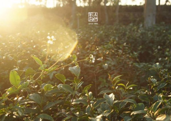 有機柔韻金萱 茶葉,金萱,茶園,茶,易錕茶堂,台茶,台灣之光,有機,無毒,生態