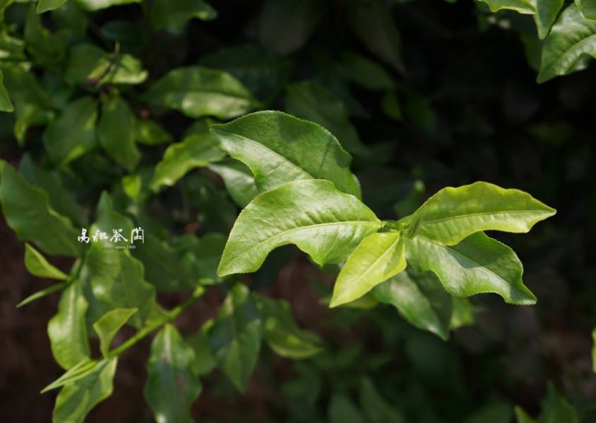 紅玉茶包(復古磚紅) 茶,紅茶,茶包,易錕,易錕茶堂,紅玉,暖身,貓茶包,高山茶,暖身,健康,有機