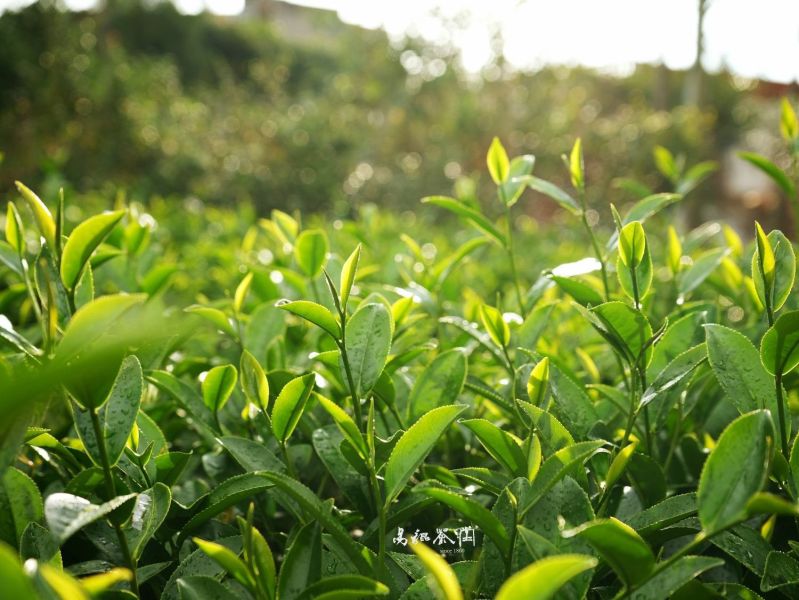i人的品茶席-清香四季春 茶,茶道課,茶席,美學,茶藝課,藝術,文化,易錕茶堂,台灣茶