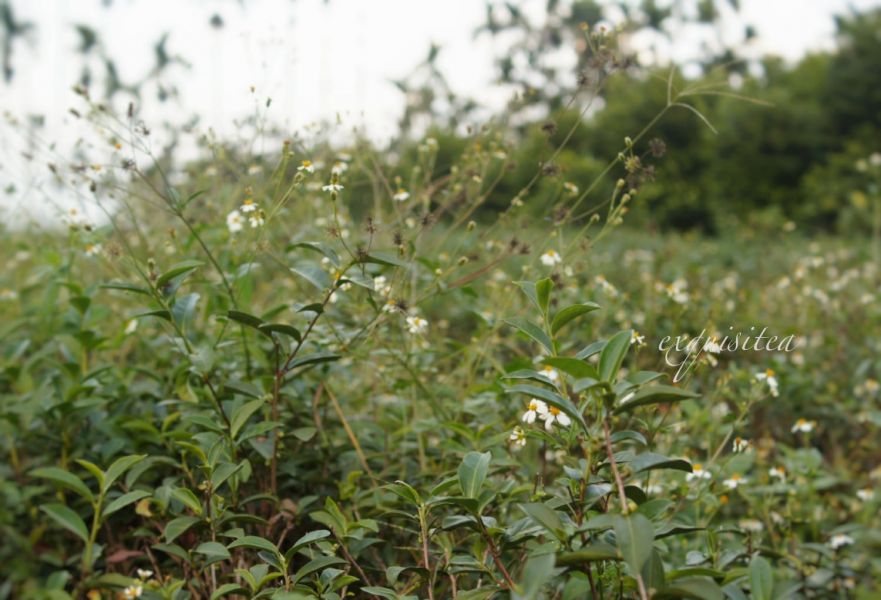 清香四季春 茶葉,四季春,茶園,茶,易錕茶堂