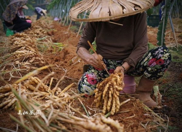 贈：紅土竹節老薑母粉膠囊(1包) 紅土,竹節老薑,薑母,膠囊,暖身