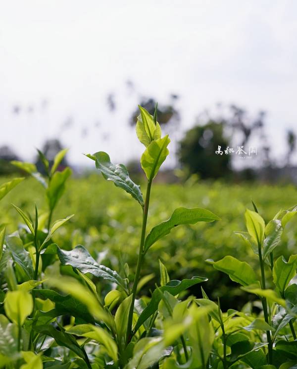 紅玉茶包(復古磚紅) 茶,紅茶,茶包,易錕,易錕茶堂,紅玉,暖身,貓茶包,高山茶,暖身,健康,有機