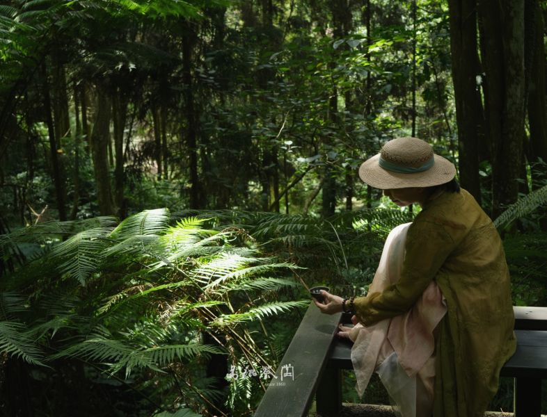 夜語烏龍 茶葉,烏龍茶,茶園,茶,易錕茶堂,花香,夜來香,炭焙,柔,高山,自然農法,有機