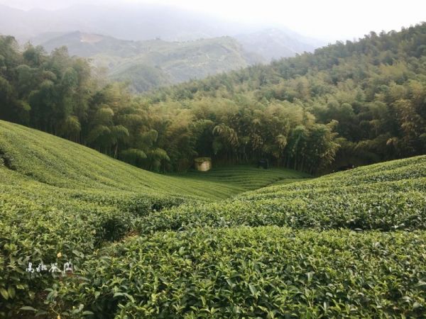 老茶會 茶,茶道課,茶席,美學,茶藝課,藝術,文化,易錕茶堂,台灣茶