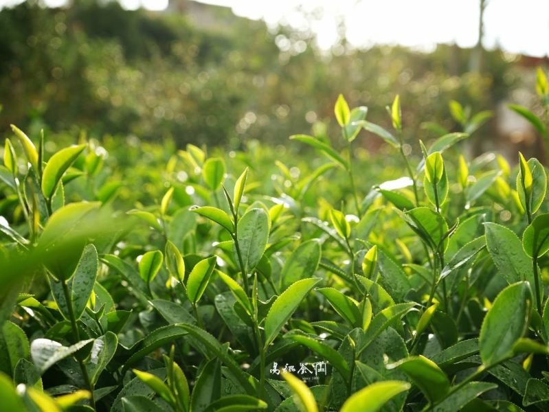 花語甘杯禮盒組(資料更新中請勿下單) 茶葉,金萱,茶園,禮盒,桂花,易錕茶堂,武夷,茶,健康,有機,純淨