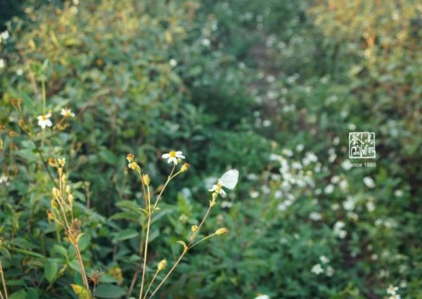 綻香冬片(Luna) 茶包(2盒) 茶葉,冬片,茶園,貓茶包,可愛貓,茶,易錕茶堂,茶包,方便,
優惠,台灣茶,團購