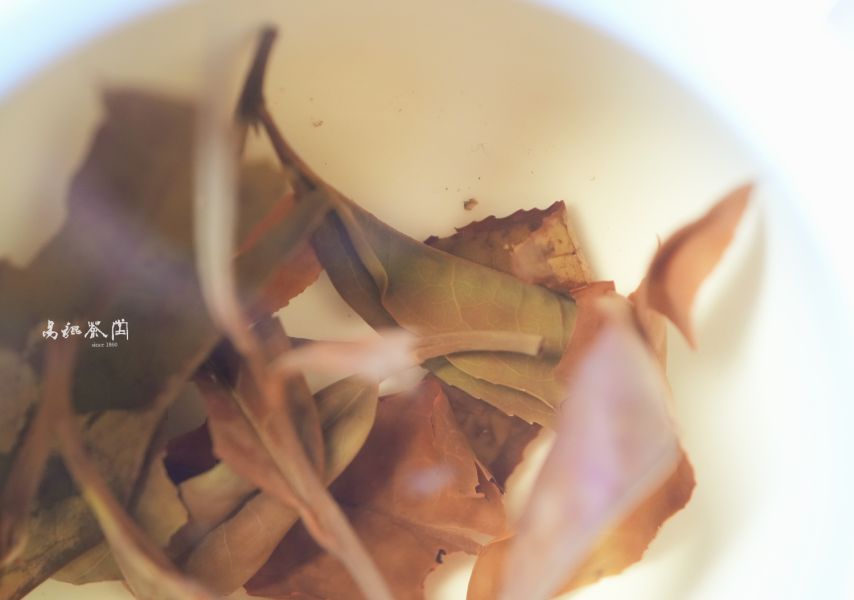 野放月光春曦(白茶，早鳥優惠) 茶,白茶,有機,自然,健康,台灣茶,高山茶