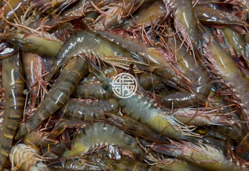 幸福海物｜草蝦 
