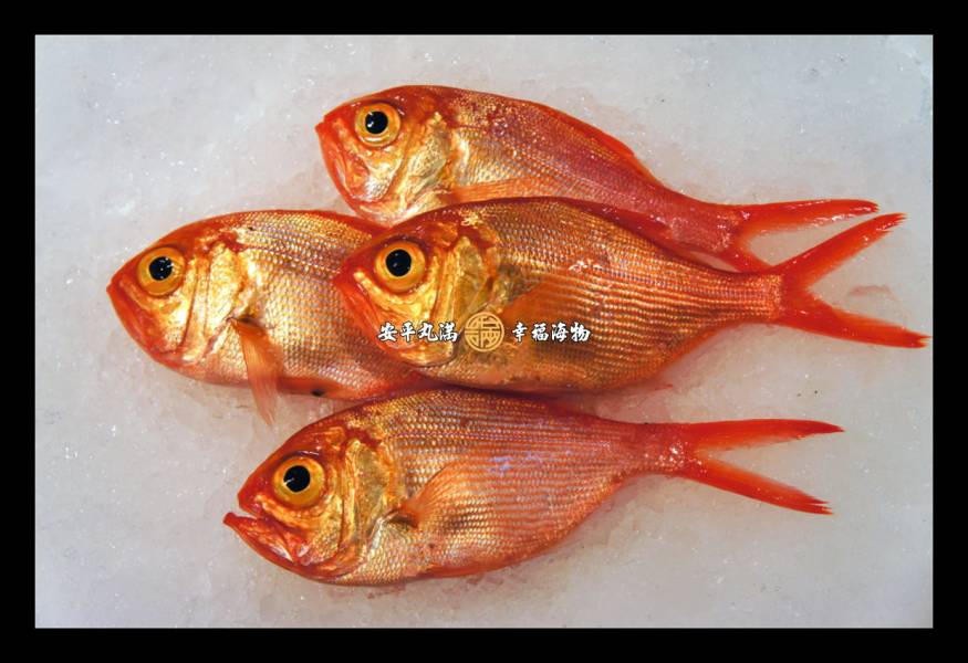 幸福海物｜紅飛刀 