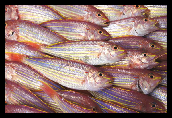 幸福海物｜金線魚 