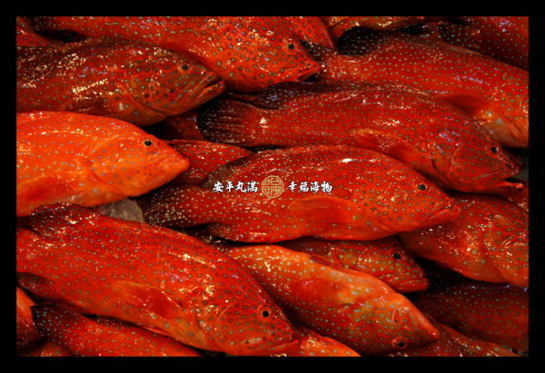 幸福海物｜青星紅鰷 