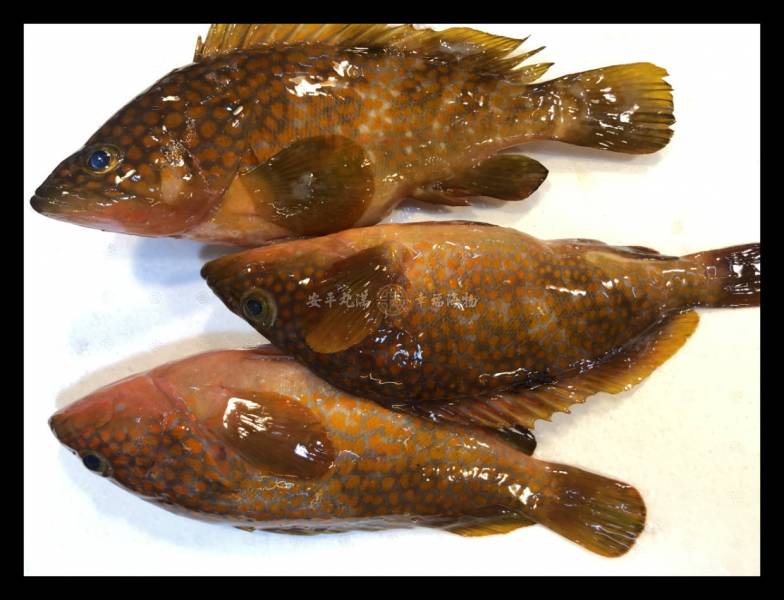幸福海物｜橘點斑 