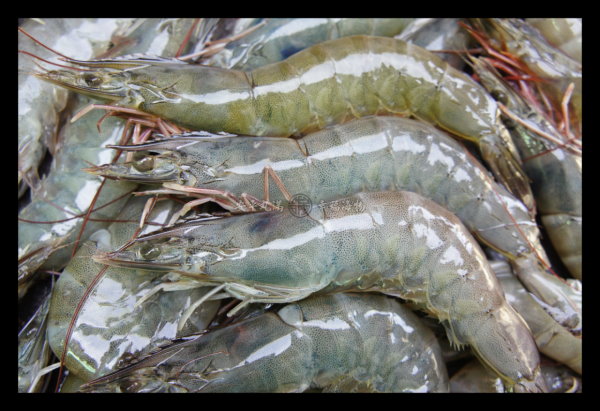 幸福海物｜養殖白蝦 