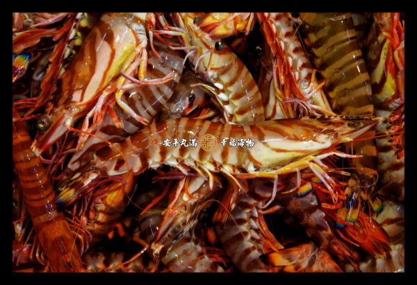 幸福海物｜明蝦 