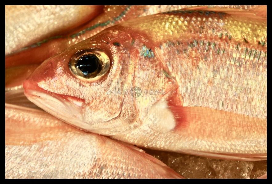 幸福海物｜金雞(花笛鯛) 