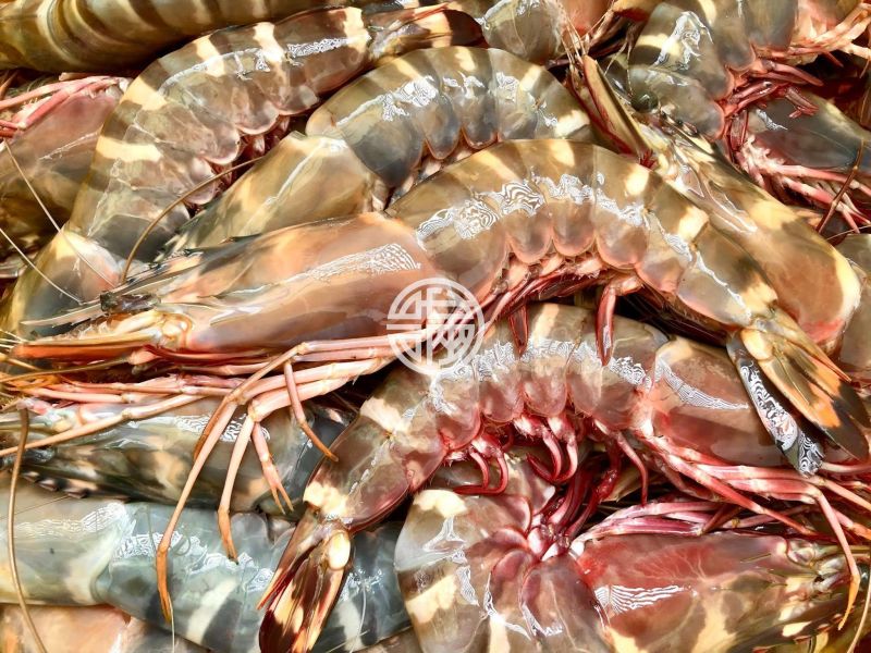 幸福海物｜草蝦 