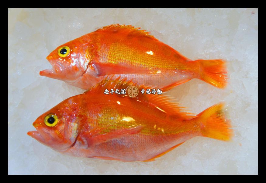 幸福海物｜花鱸(西施/赤伊佐磯) 
