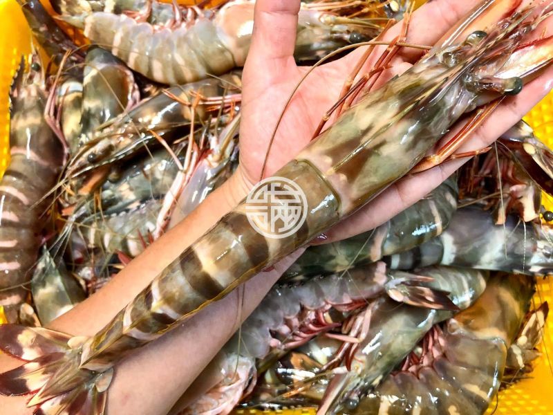 幸福海物｜草蝦 