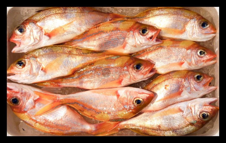 幸福海物｜金雞(花笛鯛) 