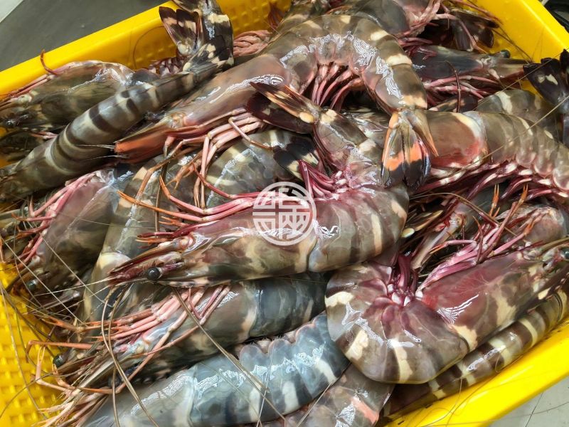 幸福海物｜草蝦 