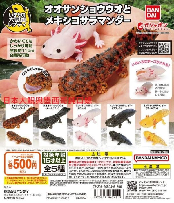 日版 轉蛋 扭蛋 生物大圖鑑-日本大鯢與墨西哥鈍口螈 鈍口螈 