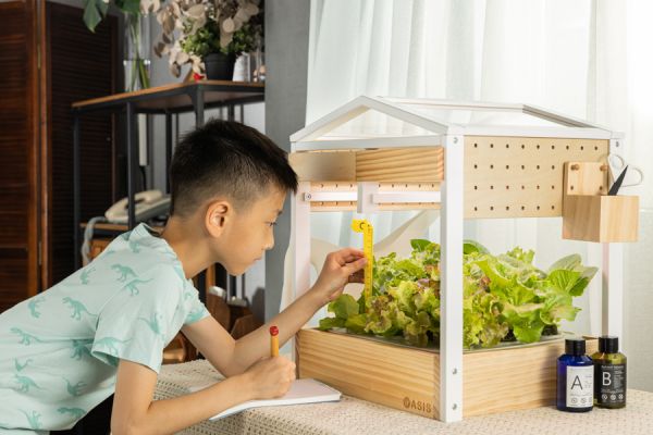 Oasis OASIS Indoor Vegetable Making Machine - Standalone Version (choose one of six selected gifts) 水培生菜, 環境保護, 芝麻葉種植, 生菜種子,防疫期間吃得健康, 吃菜減壓, 飲食改變壓力, 水培生菜的好處, 在家種生菜,台灣製造,水耕盆栽,蔬菜, 水培營養液, 水培植物