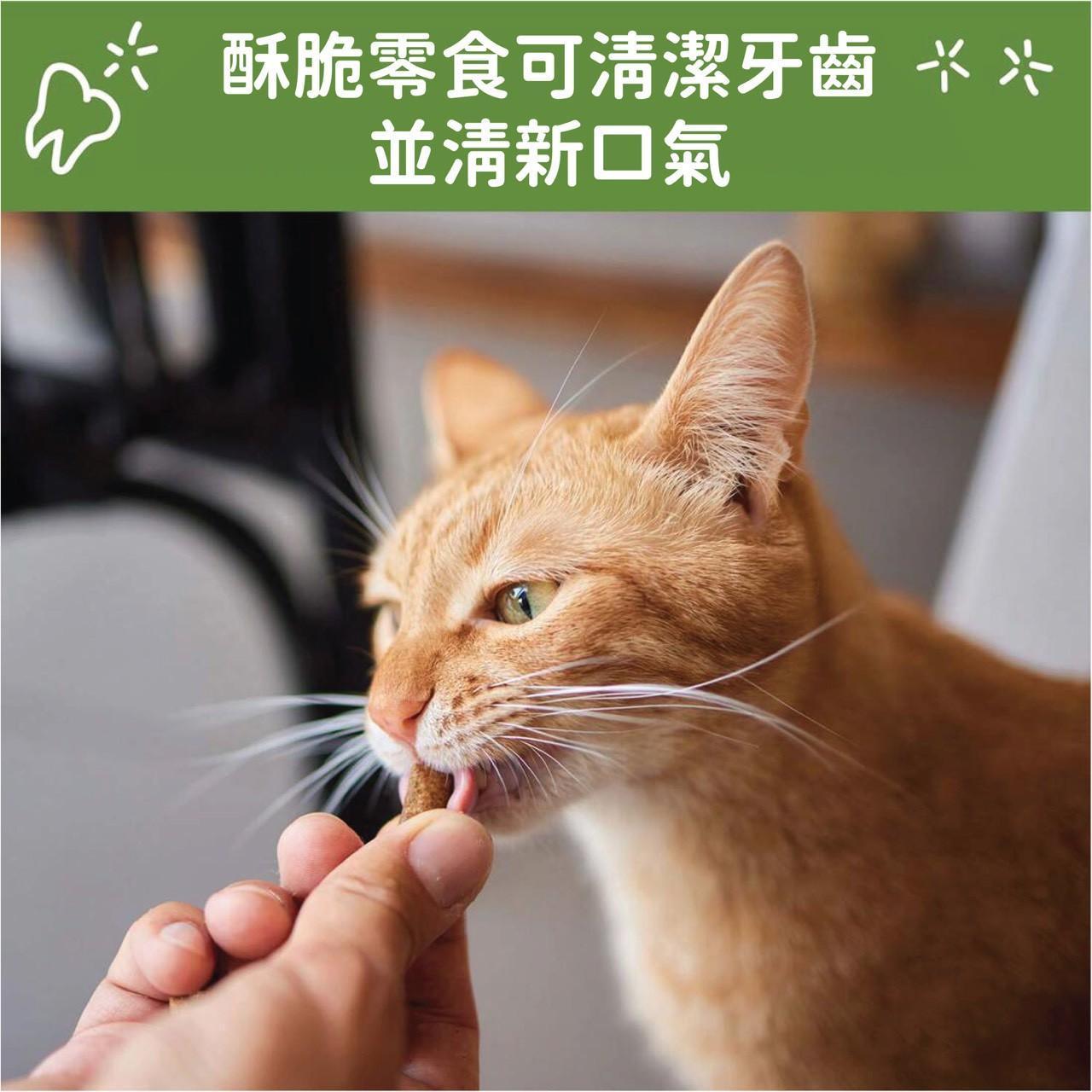英國短毛貓食用 WHIMZEES 貓咪潔牙零食