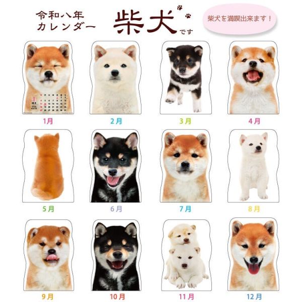 【日本現貨】日本製超萌小柴犬日曆 月曆 柴犬日曆 柴犬畫 柴犬日曆