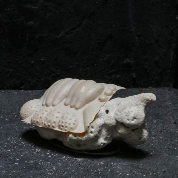 O' Tru no Trus | 漂流文明 08 | 