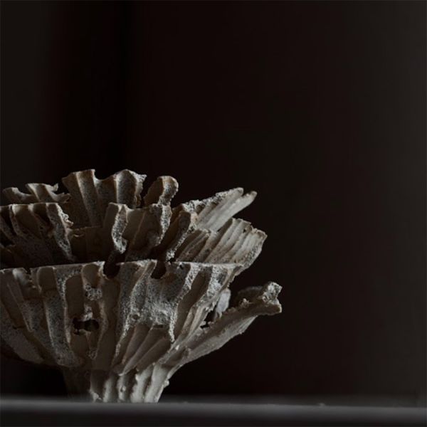 息器｜李荔｜破片藥草碟 