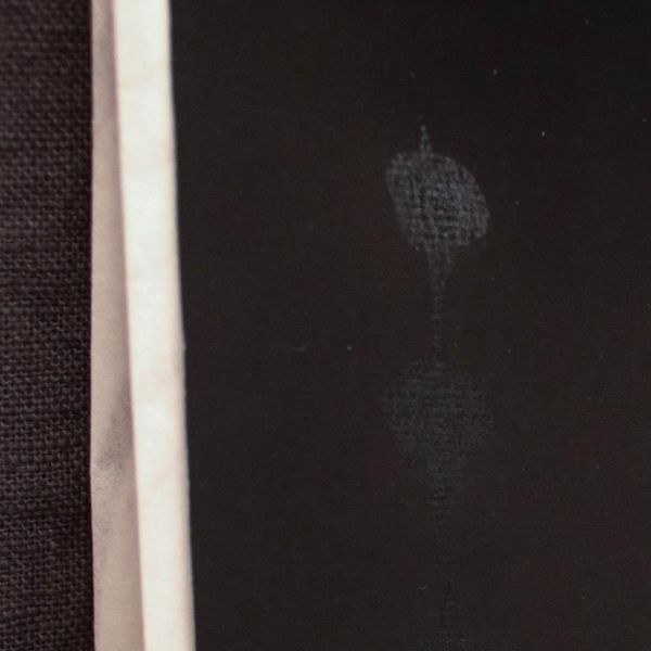 鳳凰 | 興荼蘼 | 1980s 普洱老散茶 - 同興號茶莊 